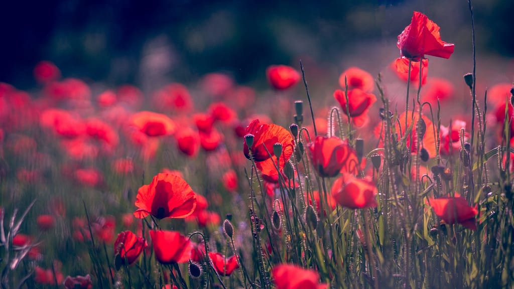 shallow focus photo of red flowers