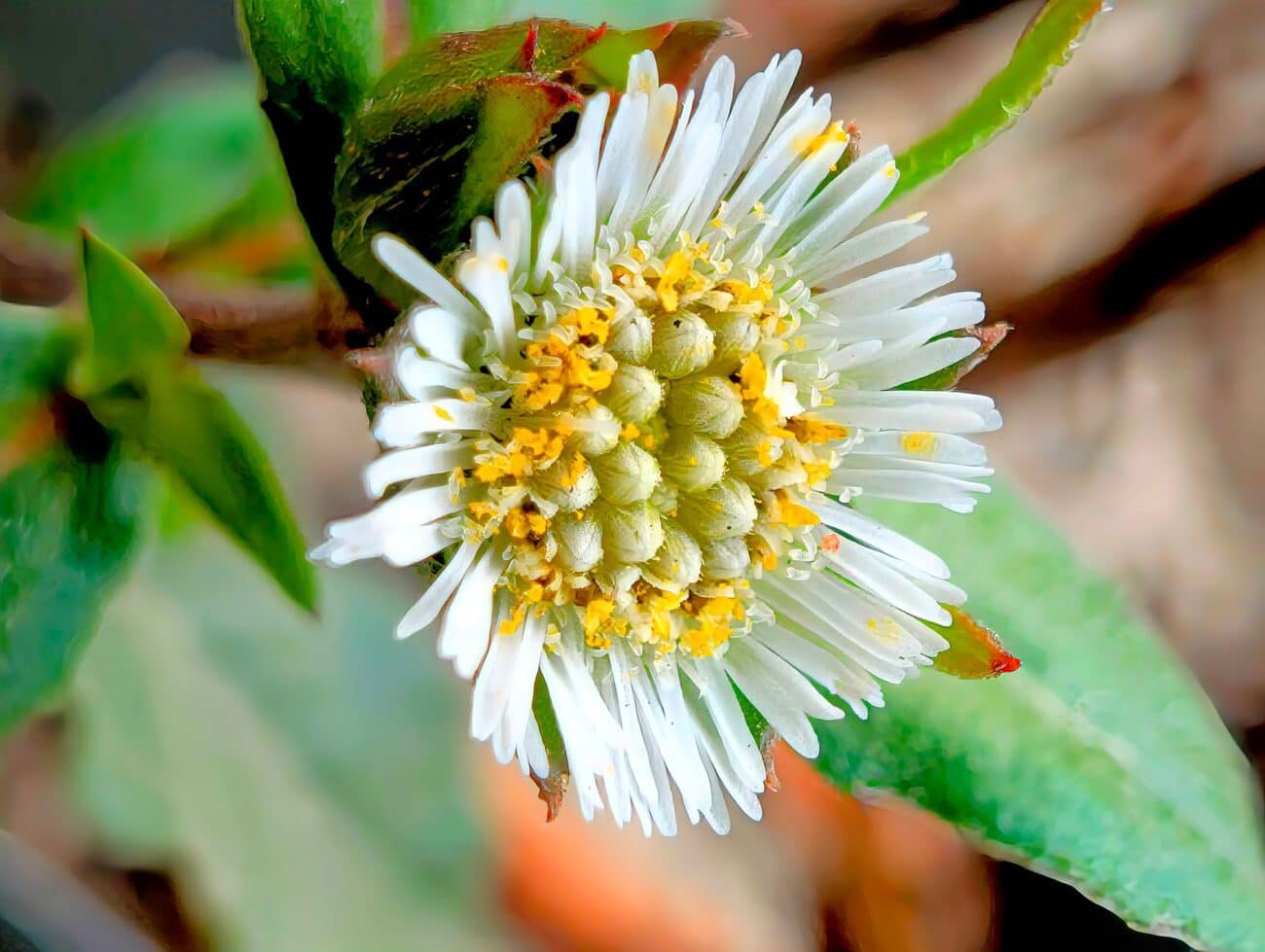 close up of bhringraj flower with green leaves