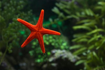 a starfish in an aquarium