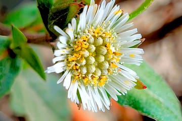 close up of bhringraj flower with green leaves