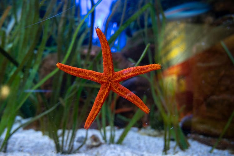 vibrant red starfish in aquarium display